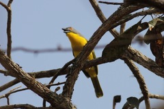 Malaconotus blanchoti