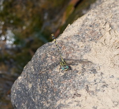 Austrogomphus australis