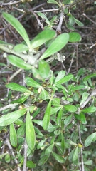 Olearia odorata