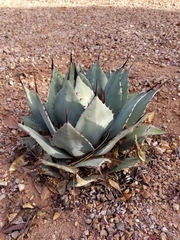 Agave flexispina
