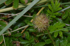 Acaena pallida