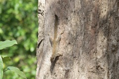 Heliosciurus gambianus
