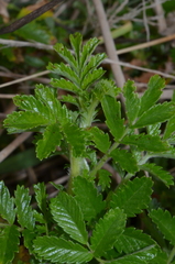 Acaena pallida