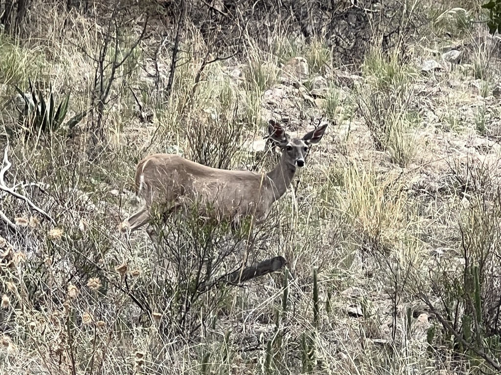 Coues's White-tailed Deer from Coronado National Forest, Hereford, AZ ...