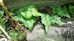 Pellaea calidirupium