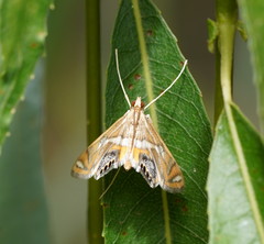 Margarosticha euprepialis