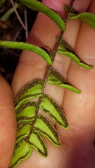 Pellaea calidirupium