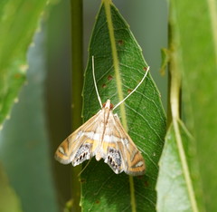 Margarosticha euprepialis