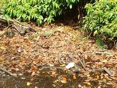 Varanus salvator macromaculatus