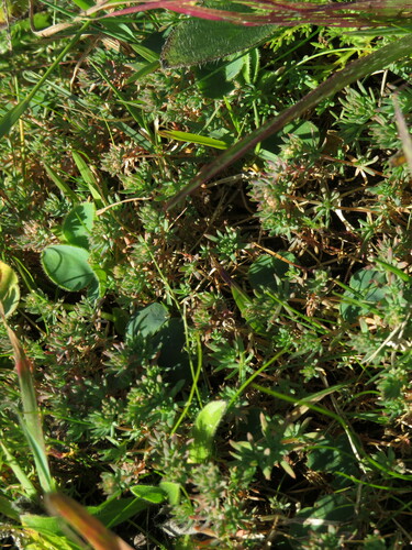 Image of Adenogramma glomerata by (c) Jeremy Gilmore, some rights reserved (CC BY)