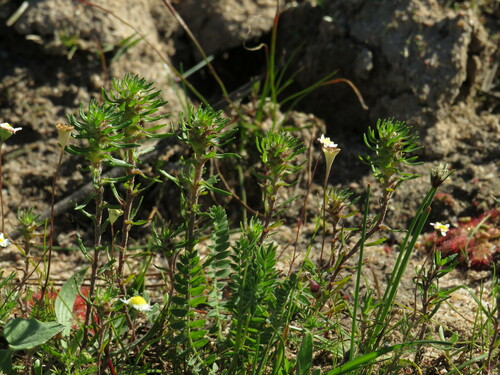 Image of Dischisma capitatum by (c) Jeremy Gilmore, some rights reserved (CC BY)