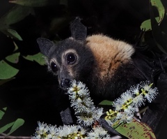 Spectacled Flying Fox photo 1