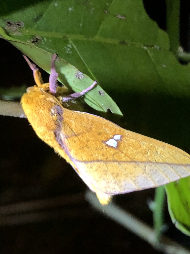 Syssphinx mexicana