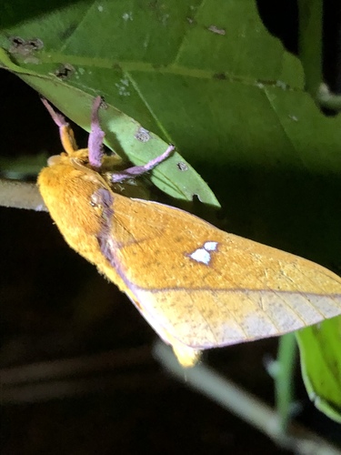Syssphinx mexicana