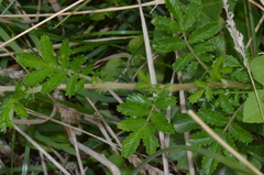 Acaena pallida