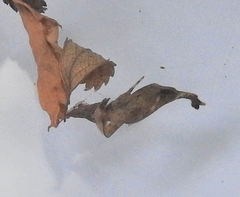 Arachnura scorpionoides