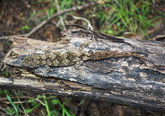 Mokopirirakau southern north island