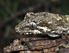Mokopirirakau southern north island