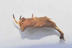 Arachnura scorpionoides