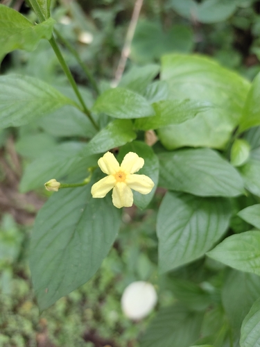Image of Pseudomussaenda flava by (c) Meehir Pawar, some rights reserved (CC BY-SA)