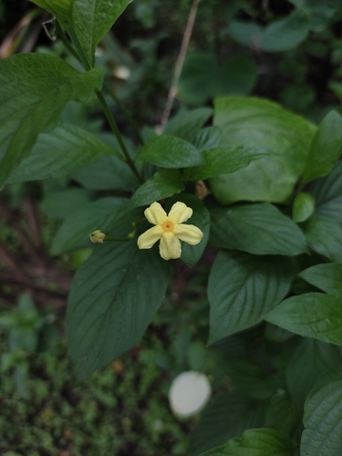 Pseudomussaenda flava