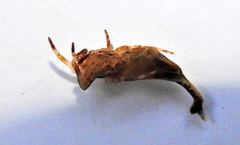 Arachnura scorpionoides