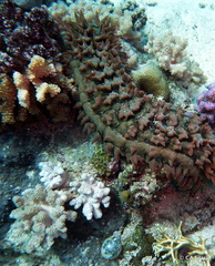 Caementabunda simplex