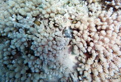 Caementabunda simplex