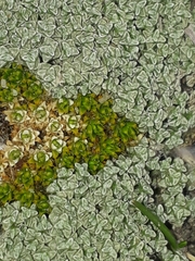 Colobanthus brevisepalus