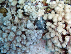 Caementabunda simplex