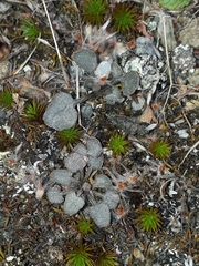 Convolvulus verecundus