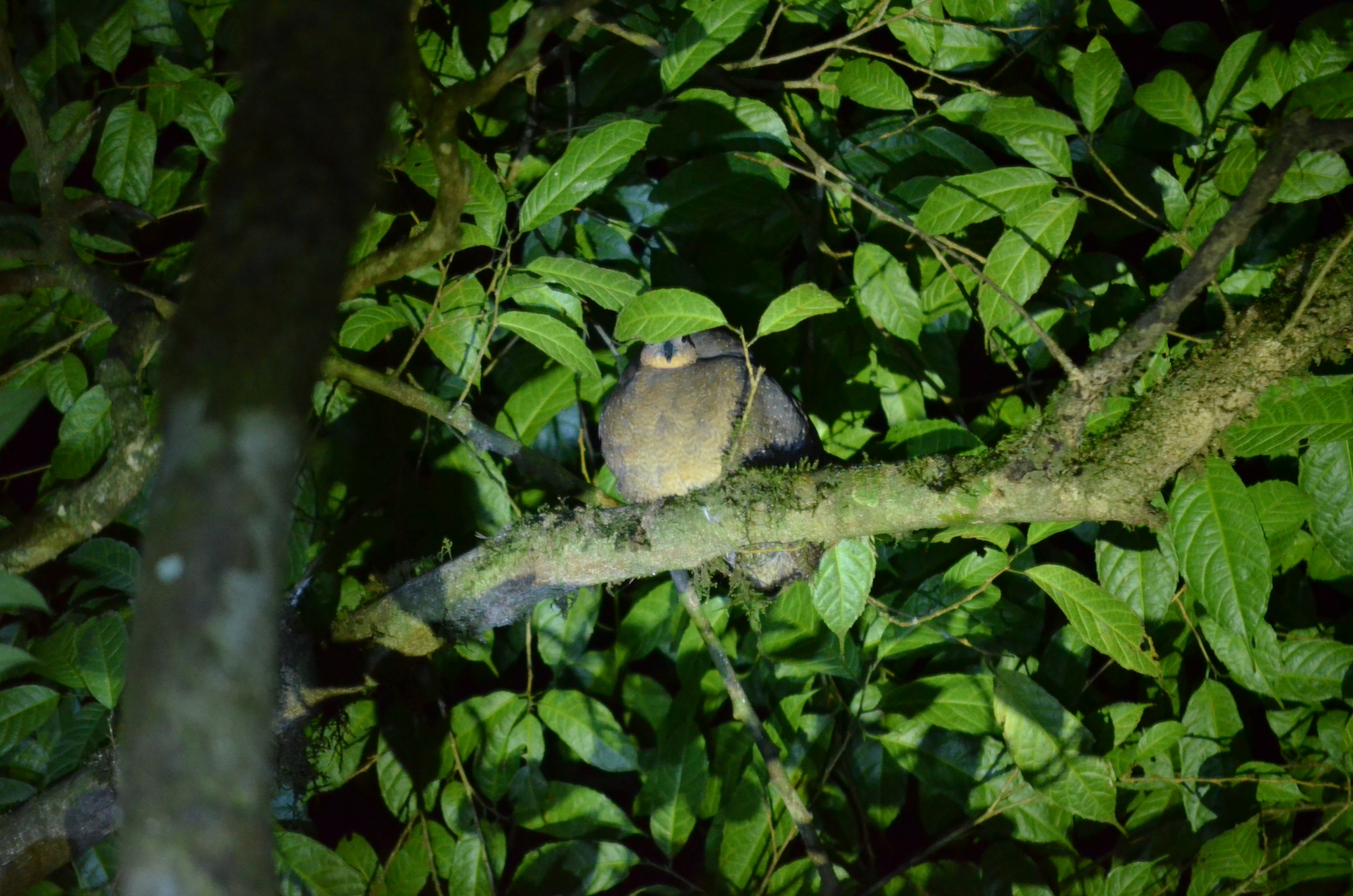Highland Tinamou (Nothocercus bonapartei), photo 4
