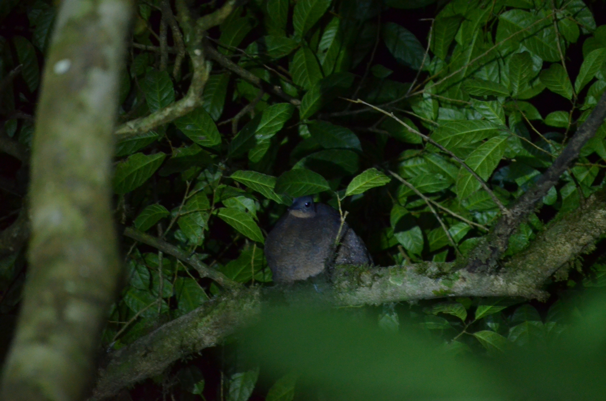 Highland Tinamou (Nothocercus bonapartei), photo 5