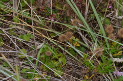 Acaena pallida