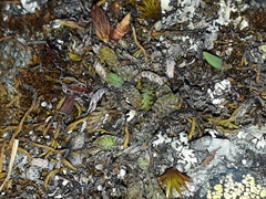 Leptinella conjuncta