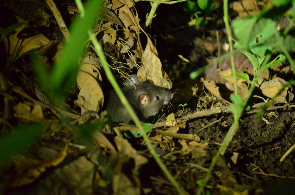 Spiny Pocket Mice from 300 metros noreste del Banco de Costa Rica ...