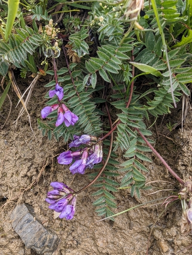 Image of Oxytropis montana by (c) Denis Bastianelli, some rights reserved (CC BY)