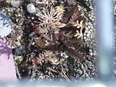 Lepidium solandri