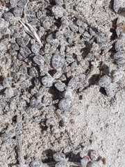Atriplex buchananii
