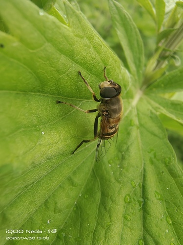 Eristalis cerealis