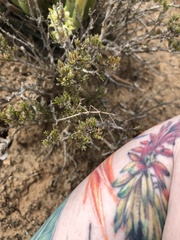 Gratidiinilobus capensis