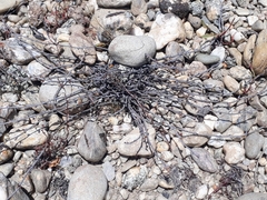 Muehlenbeckia ephedroides