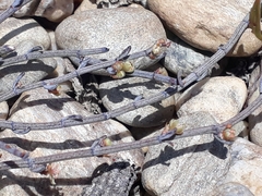 Muehlenbeckia ephedroides