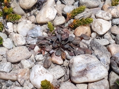 Convolvulus verecundus