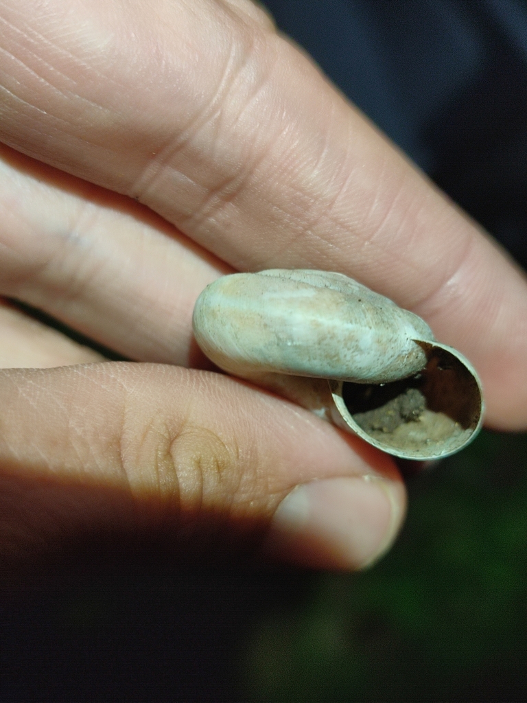 Aegopis septentrionalis