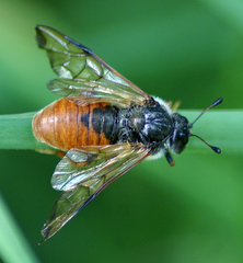 Cimbicidae