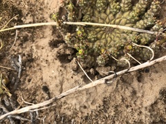 Euphorbia addoensis