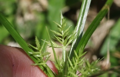 Cyperus sphacelatus