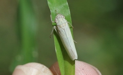 Cofana spectra