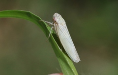 Cofana spectra